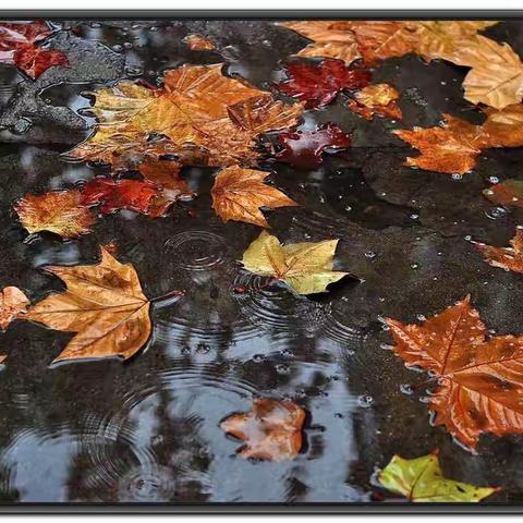 雨中的枫叶🍁