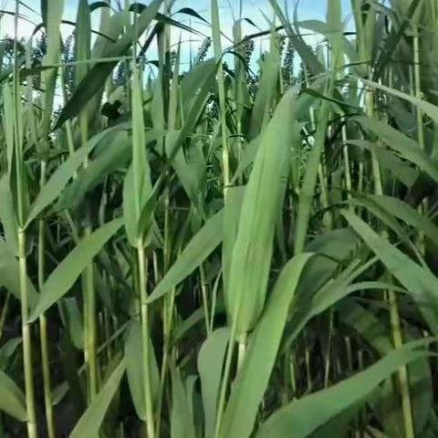 好运连连的美篇