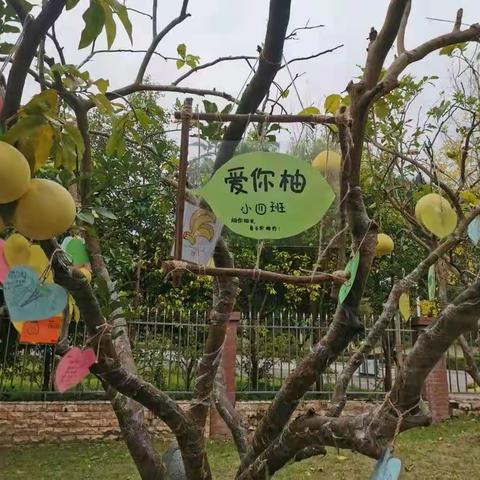 小四班“爱你柚”