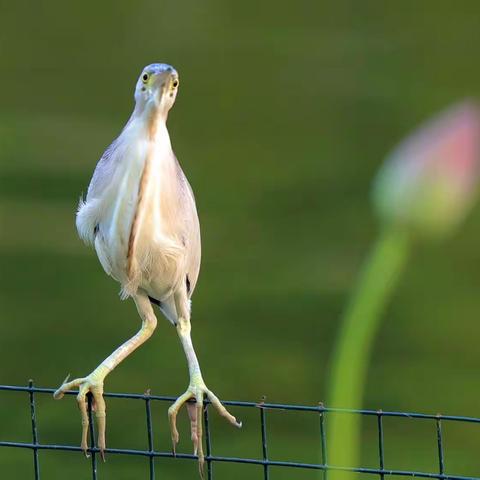 窥追觅捷·鹰鼻鹞眼