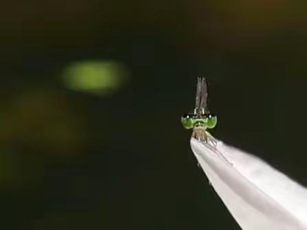 雨中凌波仙子🦩🪷装扮仲夏西安