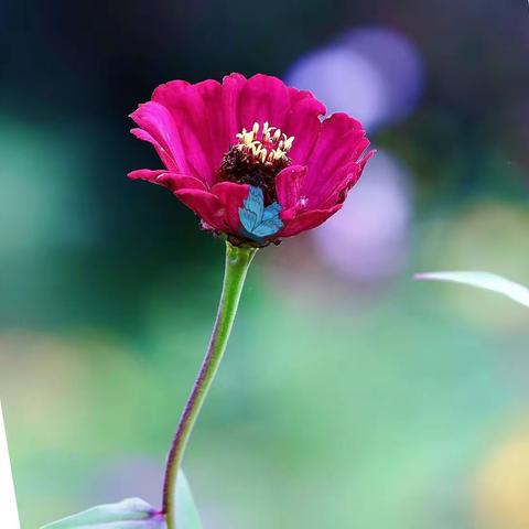 九秋花神·百日菊