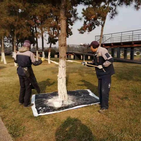 【曲江大明宫遗址保护区】城市绿心｜建设公司合理部署有序开展遗址公园乔木树干冬季涂白工作