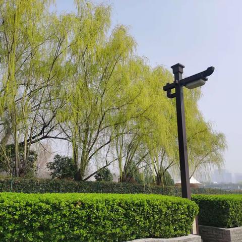 【曲江大明宫遗址】养护工作｜春花繁似锦，养护正当时