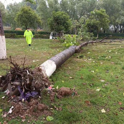 【曲江大明宫遗址】养护工作｜ 恶劣天气 启动紧急预案巩固养护成果