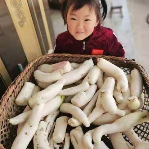 江南镇中心幼儿园中一班食育课程——《你好，萝卜》