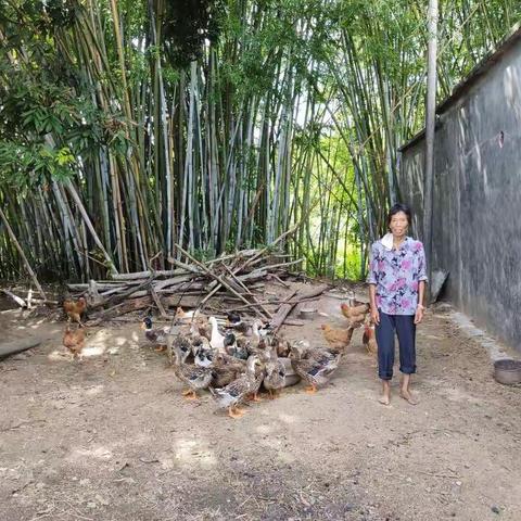 柠檬树下的走地鸡