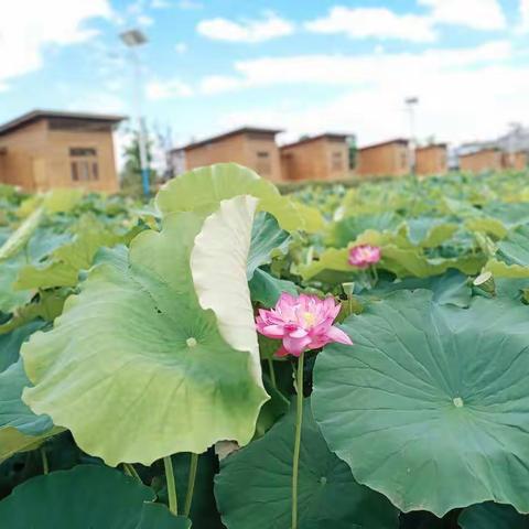 以荷花之约，固初心之盟。