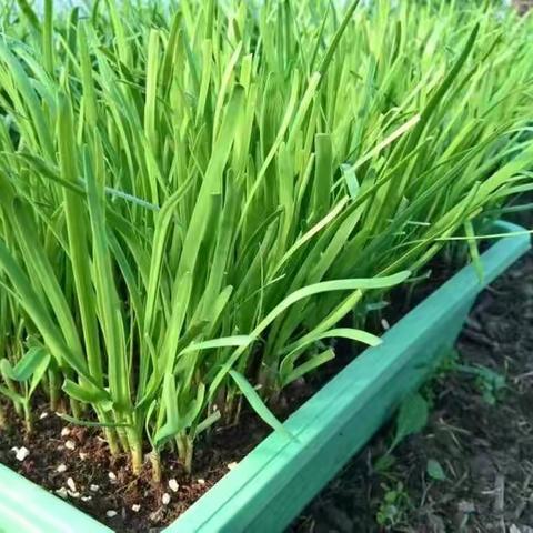 得瑕分畦秧韭菜，趁晴樊圃树棠梨。山烟青笠等闲去，沙地鸟犍和醉骑。一片野情羁不住，春来非是爱吟诗。