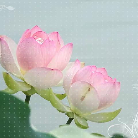【丰庆荷塘】