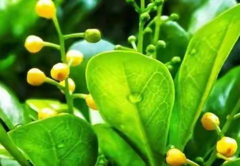 米兰花的养殖方法和注意事项，教你养出美丽的米兰花