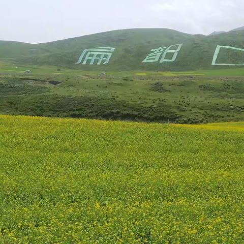 大西北第三天~门源花海