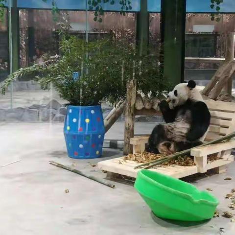 栾川竹海野生动物园+铁路小镇一日游68元（栾川出发）