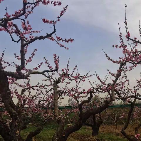 春风无意花自开