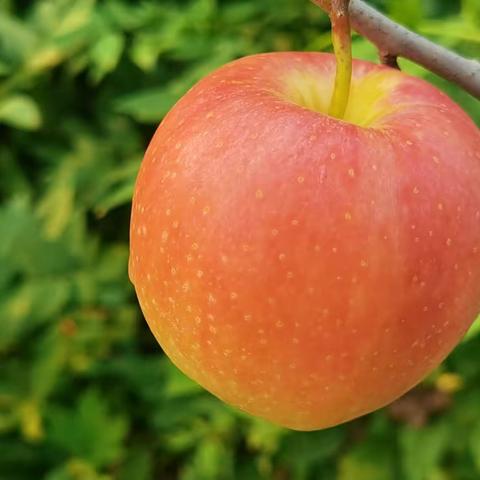 玉皇庙的嘎啦苹果🍎熟了