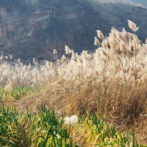 “十面霾伏”千亩芦苇荡