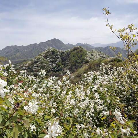 白鹃梅，一夜醉了黄峪寺
