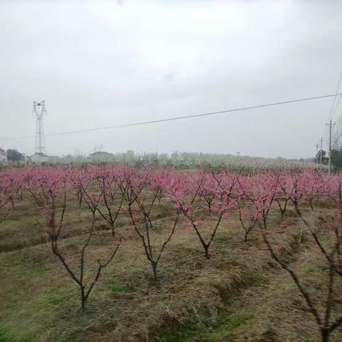 桃花朵朵为你开，望穿秋水盼君来。