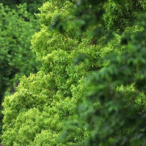 谷雨入林空，夏风弄春浓。