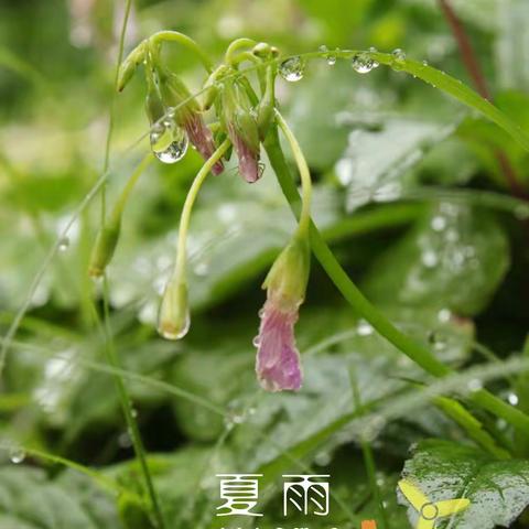 [郑州三中]   中考季  下雨天   有感