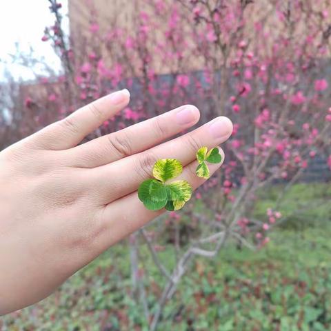 春林初盛，姹紫嫣红----南和苏和实验学校“找春天”活动纪实