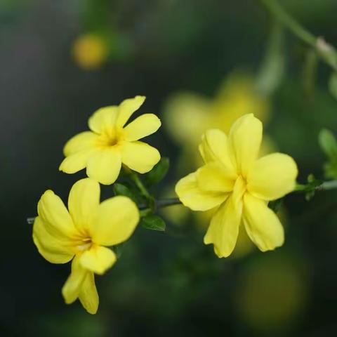 《冬去春来，迎春花开》主题活动