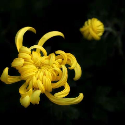 赏菊（一）