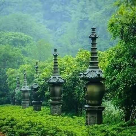 这份绿，清净优雅！