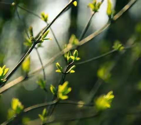 春风十里，不如植树有你