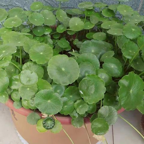 春的呼唤，花的舒展