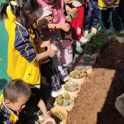 山白幼儿园大班植物区活动《栽培多肉》