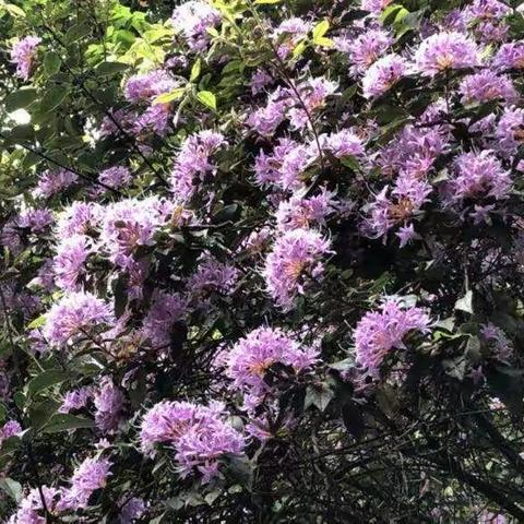 宁远二小深入零陵中山路小学学习