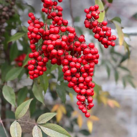 老同学，你在他（家）乡还好吗？