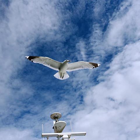 北欧游之三  挪威🇳🇴松恩峡湾  2018．07．15