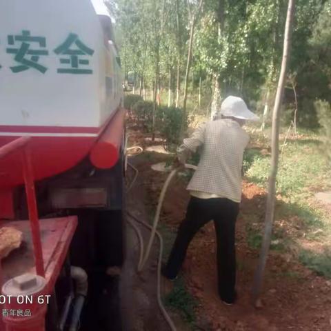 淇滨区国土绿化每日动态