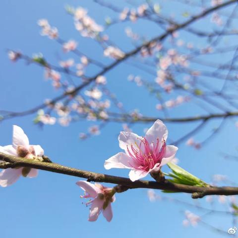 春暖时，我们一起看花开