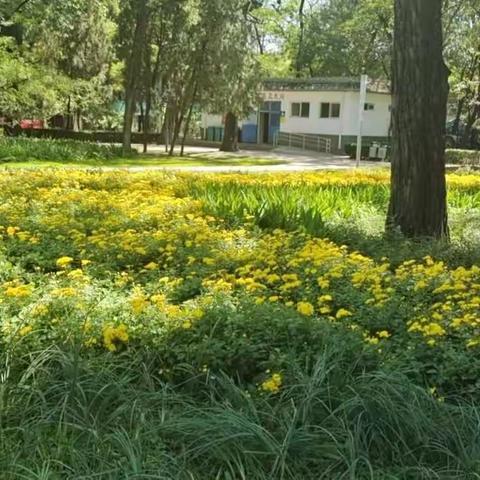 园林风景美如画，职工汗水没白流