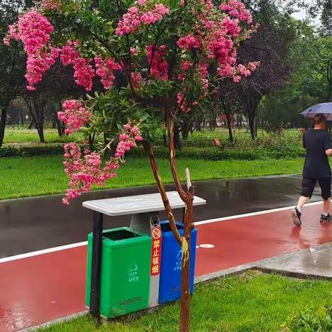 西一环整形修剪正当时，提升绿地新颜值