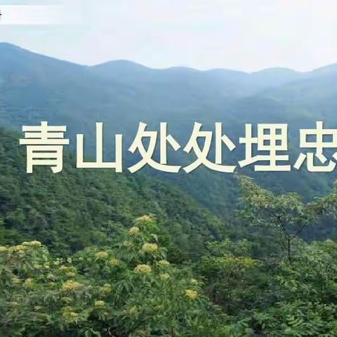 统编教材五文下《青山处处埋忠骨》课件