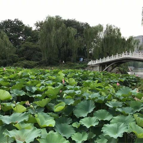 北京紫竹院之夏（2017.7.8）