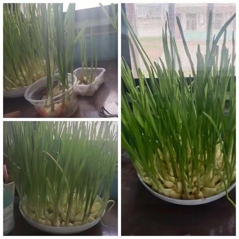 辛勤劳作 蒜苗飘香 ——李新店镇武棚小学“种蒜苗”劳动课程收获篇之成果展示