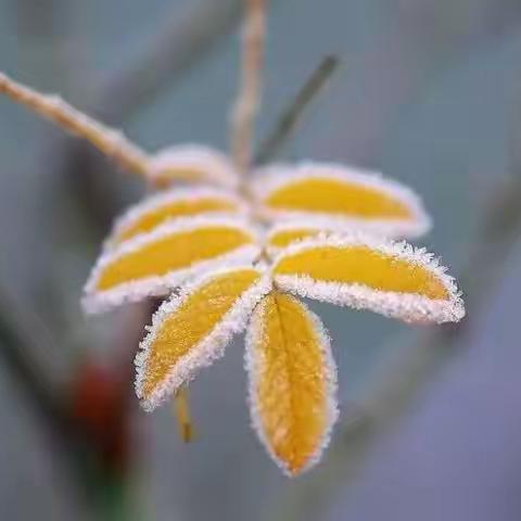 “湖心岛”观雪