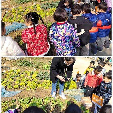 高新紫兰苑幼儿园  小五班课程故事“青瓜乐园”