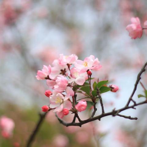 春风正暖，朝阳正好——红庙街小学紫薇校区四年级语文组第十一周线上教学活动总结