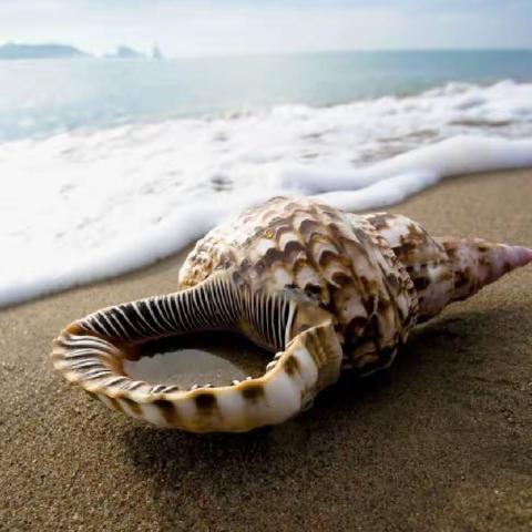海螺礼赞