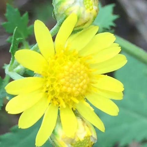 满山遍野的野菊花！陶醉了！