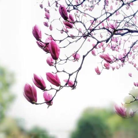 最美人间四月天，正是阅读好时节