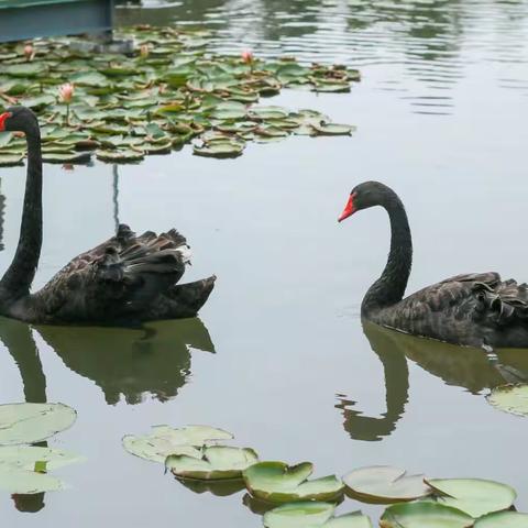 咸宁仙鹤湖