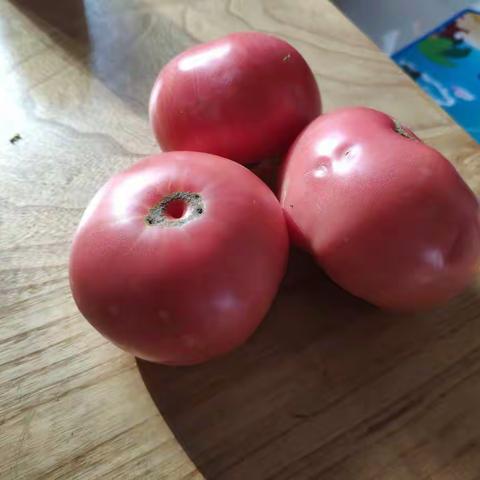 水果西红柿采摘节