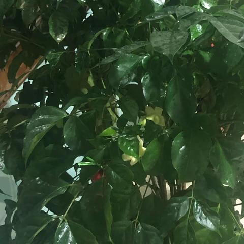 富贵花开